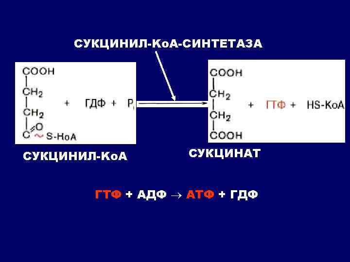 СУКЦИНИЛ-Kо. А-СИНТЕТАЗА СУКЦИНИЛ-Kо. А СУКЦИНАТ ГТФ + АДФ АТФ + ГДФ 