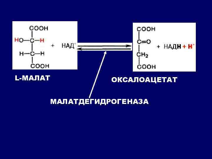 L-МАЛАТ ОКСАЛОАЦЕТАТ МАЛАТДЕГИДРОГЕНАЗА 