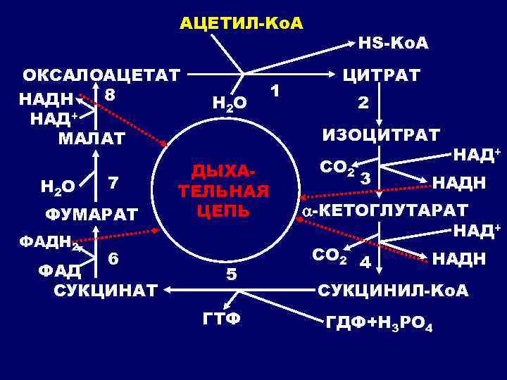 АЦЕТИЛ-Kо. А ОКСАЛОАЦЕТАТ 8 НАДH НАД+ МАЛАТ Н 2 О 7 ФУМАРАТ ФАДH 2