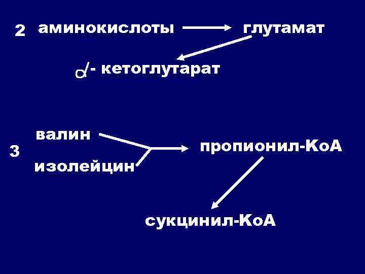 2 аминокислоты глутамат - кетоглутарат 3 валин изолейцин пропионил-Ko. A сукцинил-Ko. A 