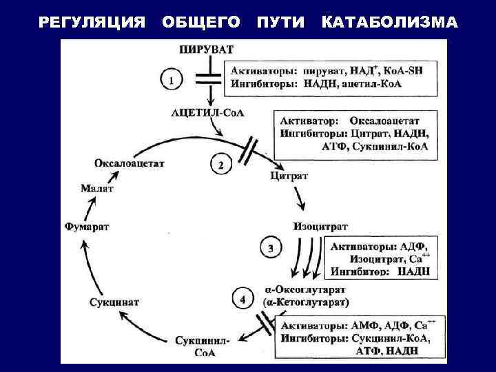 РЕГУЛЯЦИЯ ОБЩЕГО ПУТИ КАТАБОЛИЗМА 