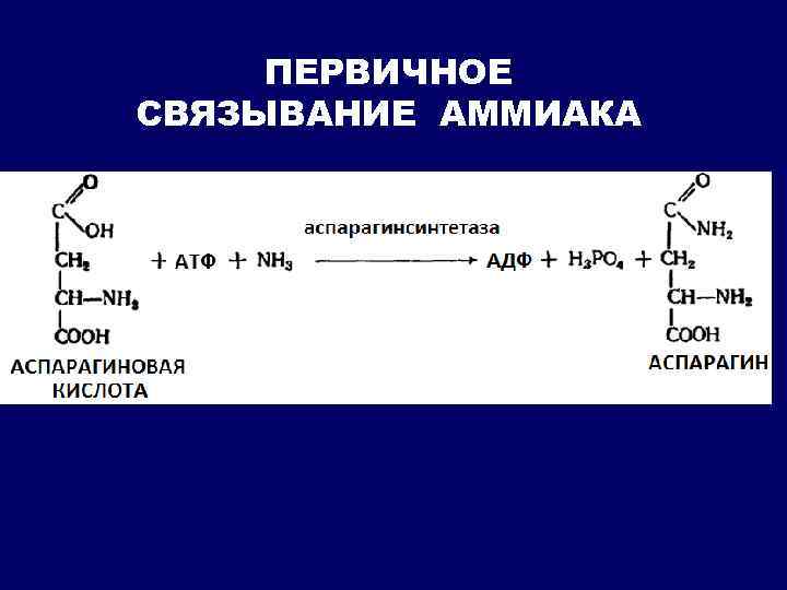 ПЕРВИЧНОЕ СВЯЗЫВАНИЕ АММИАКА 