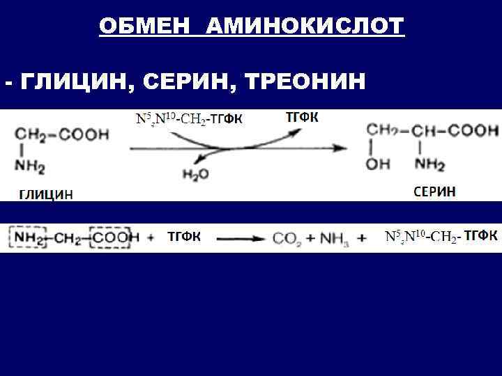 ОБМЕН АМИНОКИСЛОТ - ГЛИЦИН, СЕРИН, ТРЕОНИН 