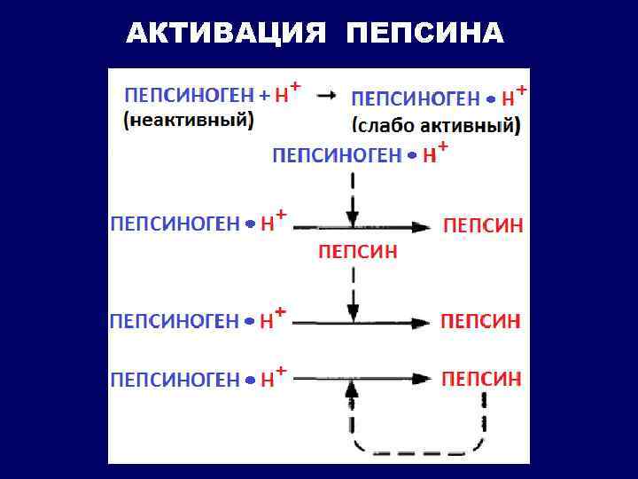 АКТИВАЦИЯ ПЕПСИНА 