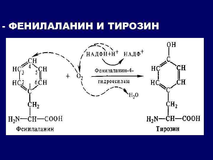 - ФЕНИЛАЛАНИН И ТИРОЗИН 