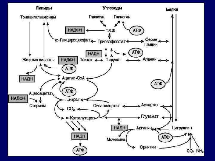 Взаимосвязь обмена липидов и углеводов схема превращения глюкозы в жиры