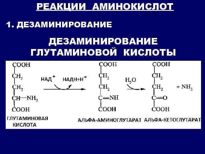 При гидролитическом дезаминировании альфа аминокислот образуется