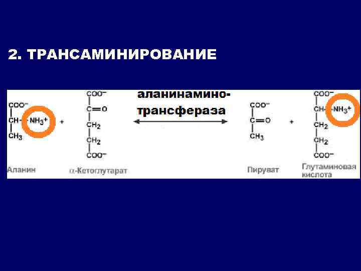 2. ТРАНСАМИНИРОВАНИЕ 