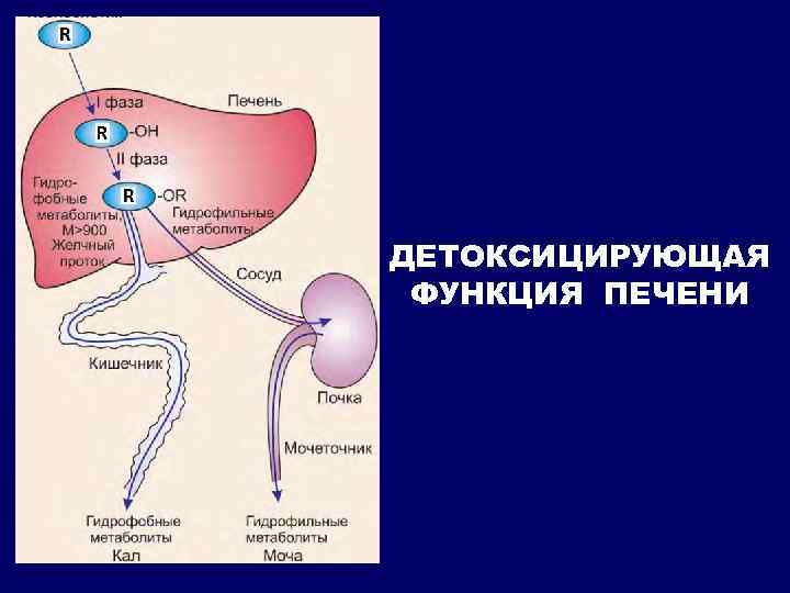 ДЕТОКСИЦИРУЮЩАЯ ФУНКЦИЯ ПЕЧЕНИ 