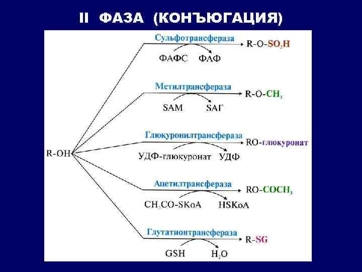 II ФАЗА (КОНЪЮГАЦИЯ) 