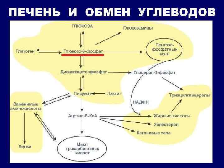 ПЕЧЕНЬ И ОБМЕН УГЛЕВОДОВ 