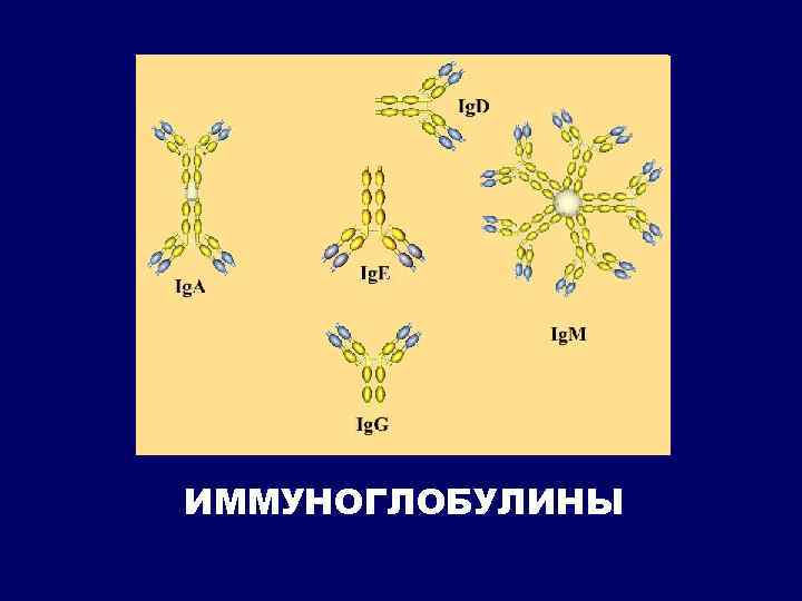 ИММУНОГЛОБУЛИНЫ 