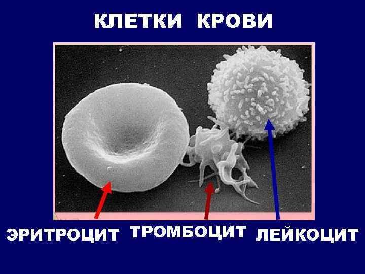 КЛЕТКИ КРОВИ ЭРИТРОЦИТ ТРОМБОЦИТ ЛЕЙКОЦИТ 