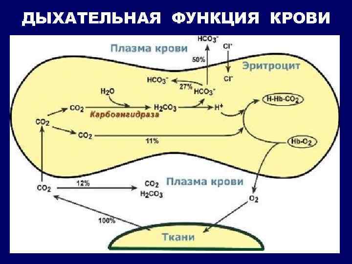 ДЫХАТЕЛЬНАЯ ФУНКЦИЯ КРОВИ 