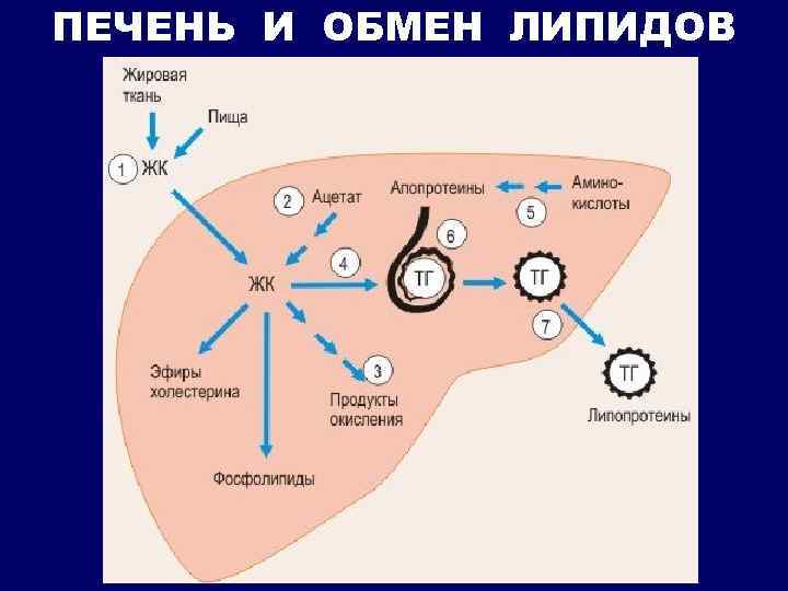 ПЕЧЕНЬ И ОБМЕН ЛИПИДОВ 