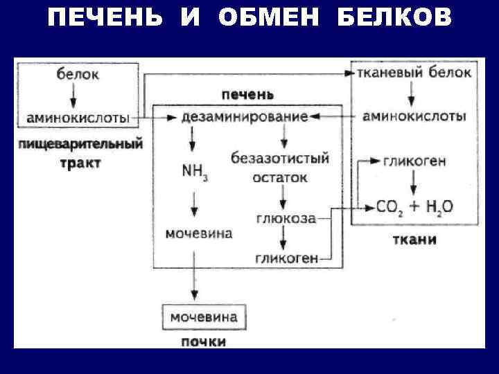 ПЕЧЕНЬ И ОБМЕН БЕЛКОВ 