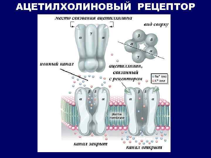 АЦЕТИЛХОЛИНОВЫЙ РЕЦЕПТОР 