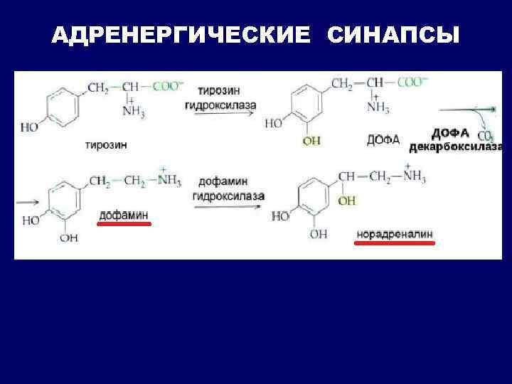 АДРЕНЕРГИЧЕСКИЕ СИНАПСЫ 