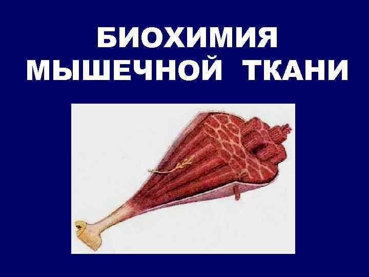 БИОХИМИЯ МЫШЕЧНОЙ ТКАНИ 