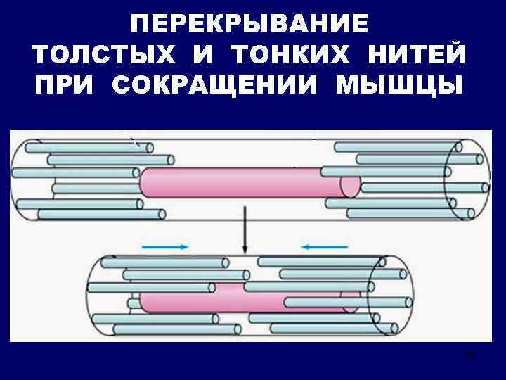 ПЕРЕКРЫВАНИЕ ТОЛСТЫХ И ТОНКИХ НИТЕЙ ПРИ СОКРАЩЕНИИ МЫШЦЫ 20 