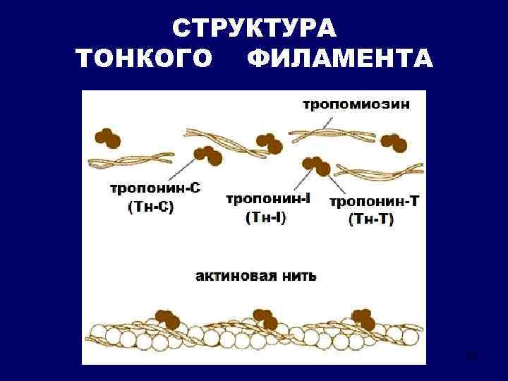 СТРУКТУРА ТОНКОГО ФИЛАМЕНТА 23 