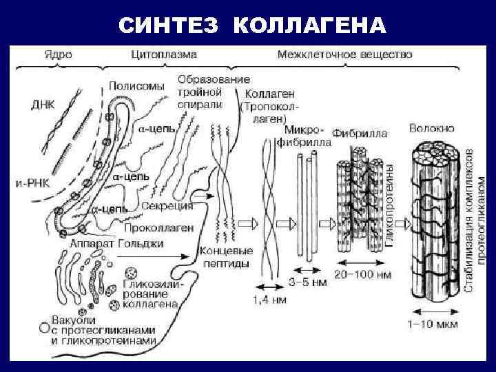 СИНТЕЗ КОЛЛАГЕНА 