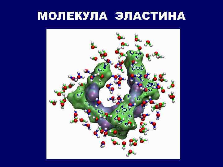 МОЛЕКУЛА ЭЛАСТИНА 