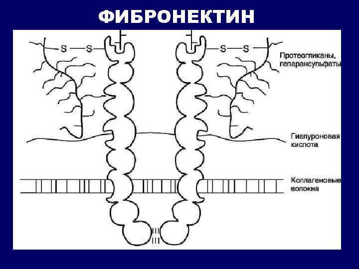 ФИБРОНЕКТИН 