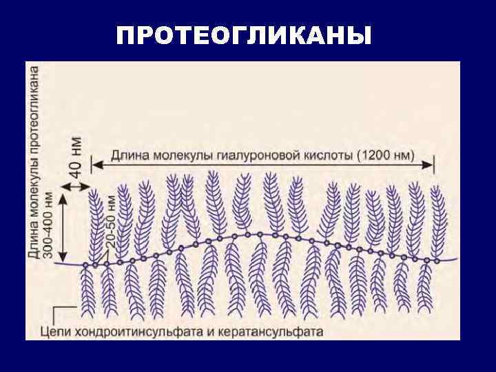 ПРОТЕОГЛИКАНЫ 