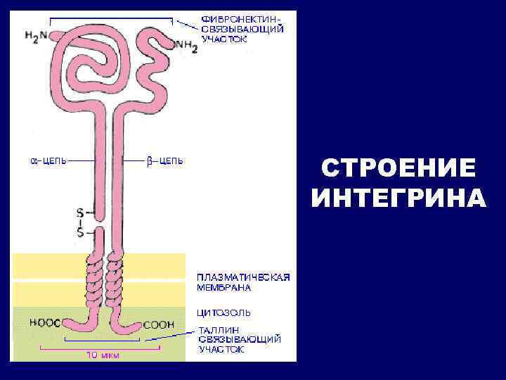 СТРОЕНИЕ ИНТЕГРИНА 