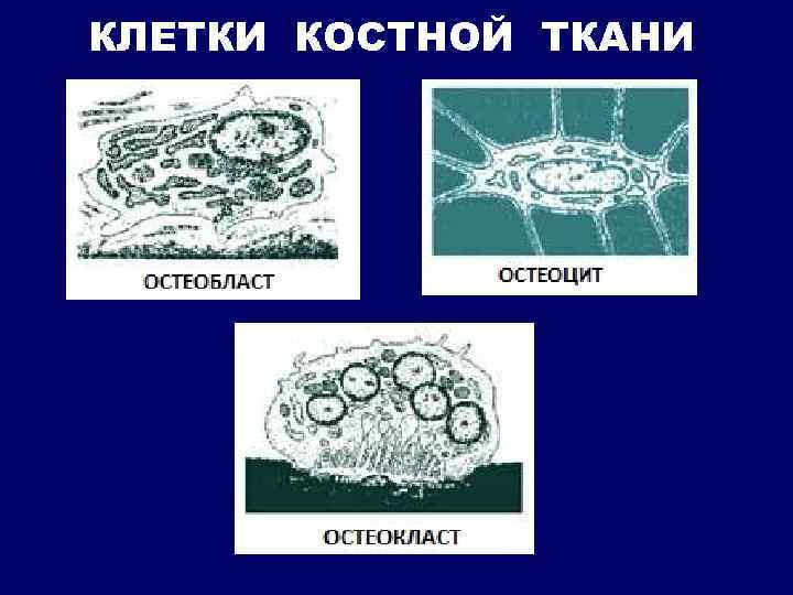 КЛЕТКИ КОСТНОЙ ТКАНИ 