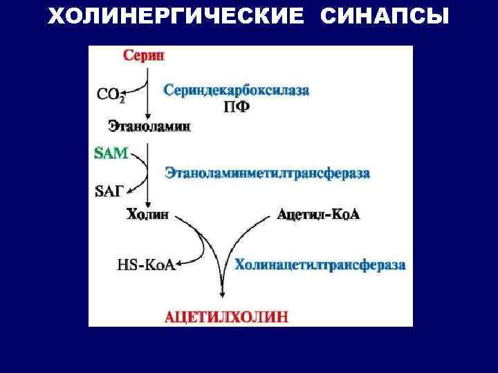 ХОЛИНЕРГИЧЕСКИЕ СИНАПСЫ 
