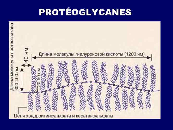 PROTÉOGLYCANES 