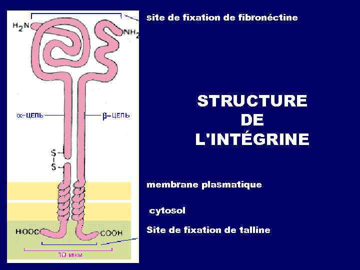 site de fixation de fibronéctine STRUCTURE DE L'INTÉGRINE membrane plasmatique cytosol Site de fixation