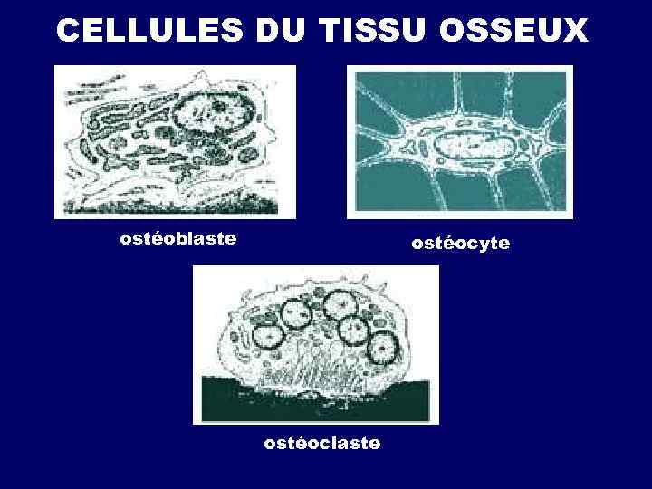 CELLULES DU TISSU OSSEUX ostéoblaste ostéocyte ostéoclaste 