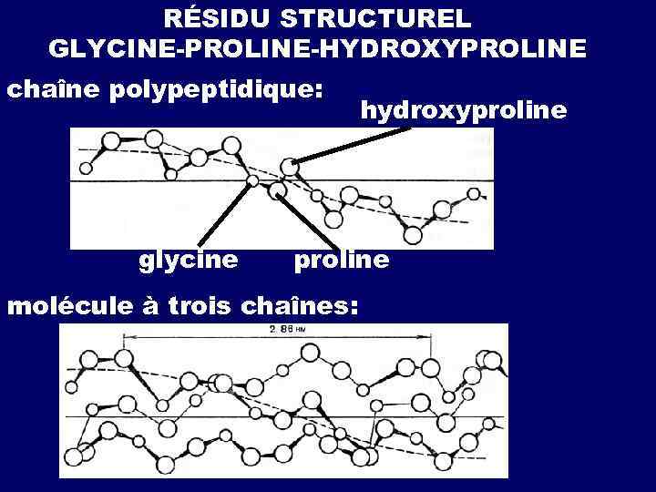RÉSIDU STRUCTUREL GLYCINE-PROLINE-HYDROXYPROLINE сhaîne polypeptidique: glycine hydroxyproline molécule à trois chaînes: 