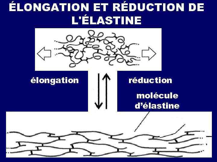ÉLONGATION ET RÉDUСTION DE L'ÉLASTINE élongation réduction molécule d’élastine 