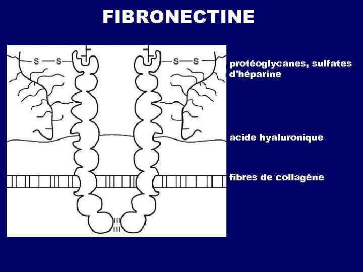 FIBRONECTINE protéoglycanes, sulfates d'héparine acide hyaluronique fibres de collagène 