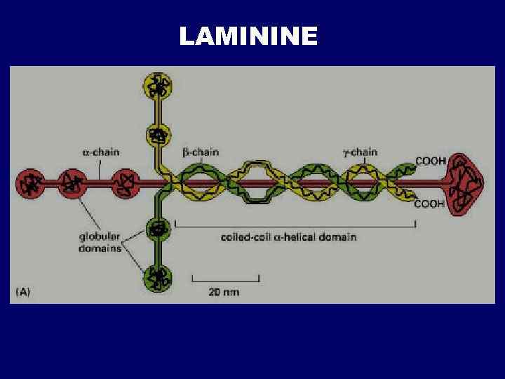 LAMININE 