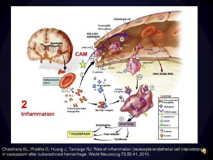 CAM 2 Inflammation Chaichana KL, Pradilla G, Huang J, Tamargo RJ: Role of inflammation