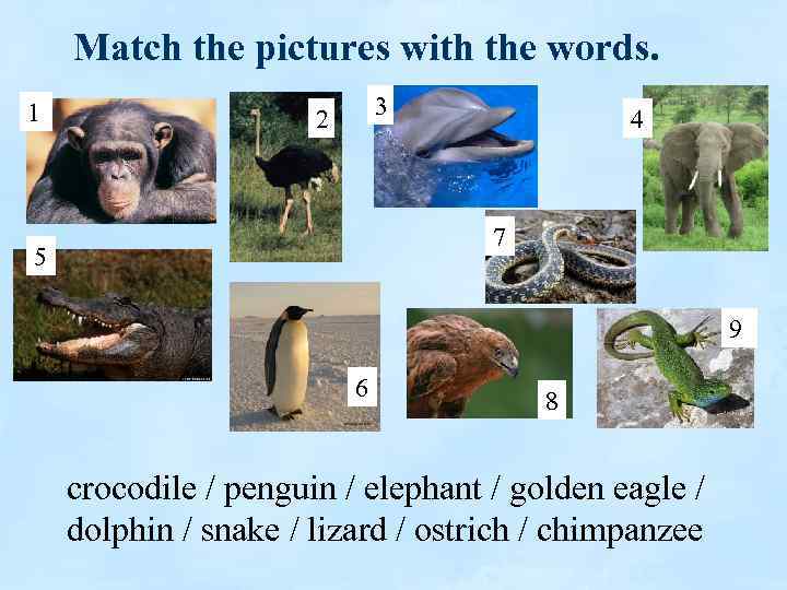 Match the pictures with the words. 1 3 2 4 7 5 9 6