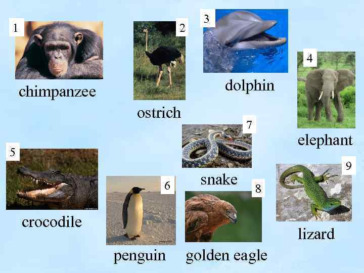 1 2 3 4 dolphin chimpanzee ostrich 7 elephant 5 6 snake 9 8