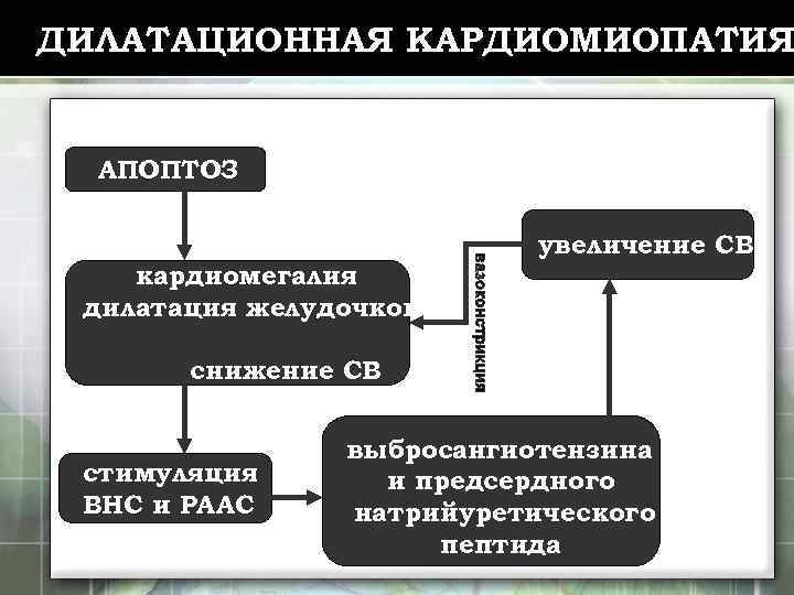 ДИЛАТАЦИОННАЯ КАРДИОМИОПАТИЯ АПОПТОЗ кардиомегалия дилатация желудочков увеличение СВ снижение СВ стимуляция ВНС и РААС
