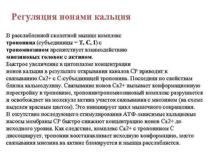 Регуляция ионами кальция В расслабленной скелетной мышце комплекс тропонина (субъединицы = Т, С, I)