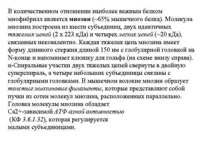 В количественном отношении наиболее важным белком миофибрилл является миозин (~65% мышечного белка). Молекула миозина