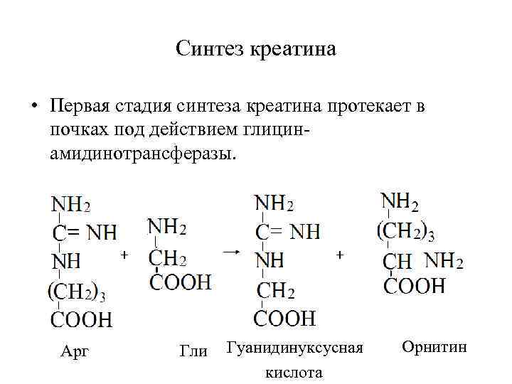 Синтез креатина • Первая стадия синтеза креатина протекает в почках под действием глицинамидинотрансферазы. Арг