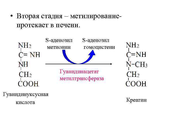  • Вторая стадия – метилированиепротекает в печени. S-аденозил метионин S-аденозил гомоцистеин Гуанидинацетат метилтрансфераза