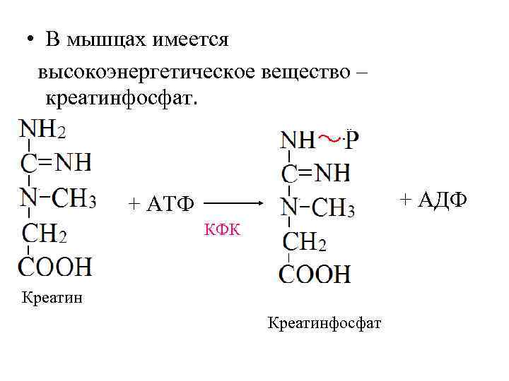  • В мышцах имеется высокоэнергетическое вещество – креатинфосфат. + АДФ + АТФ КФК