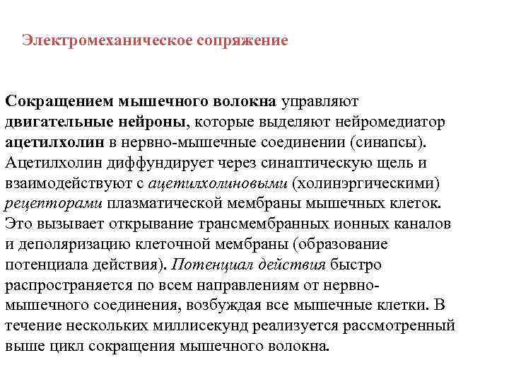 Электромеханическое сопряжение Сокращением мышечного волокна управляют двигательные нейроны, которые выделяют нейромедиатор ацетилхолин в нервно-мышечные