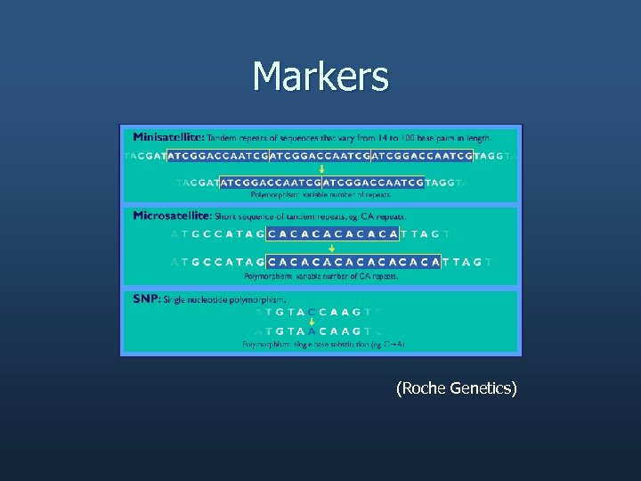 Markers (Roche Genetics) 
